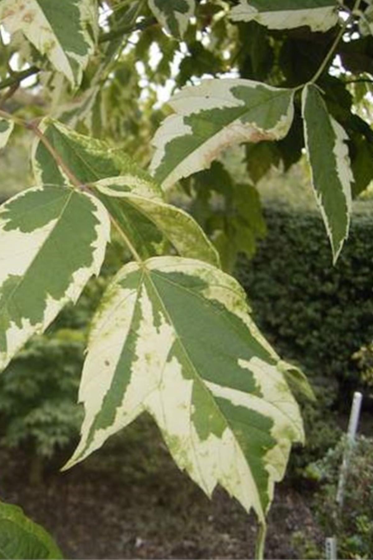 Acer negundo Argenteomarginatum Beyaz alacalı Negundo Akçaağaç