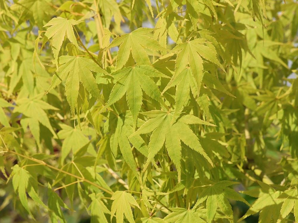 Acer palmatum Aoyagi Japon Akçaağaç fidanı