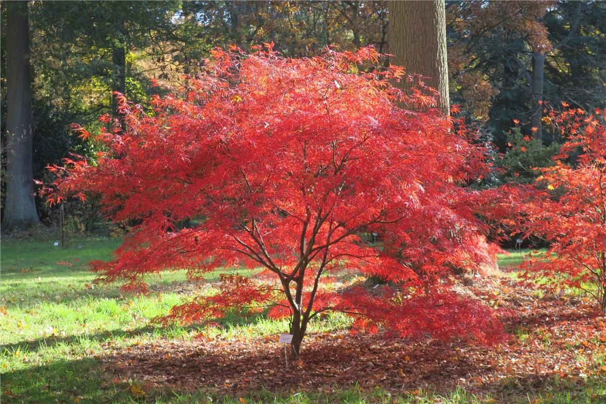 Acer palmatum Atrolineare Japon Akçaağaç fidanı