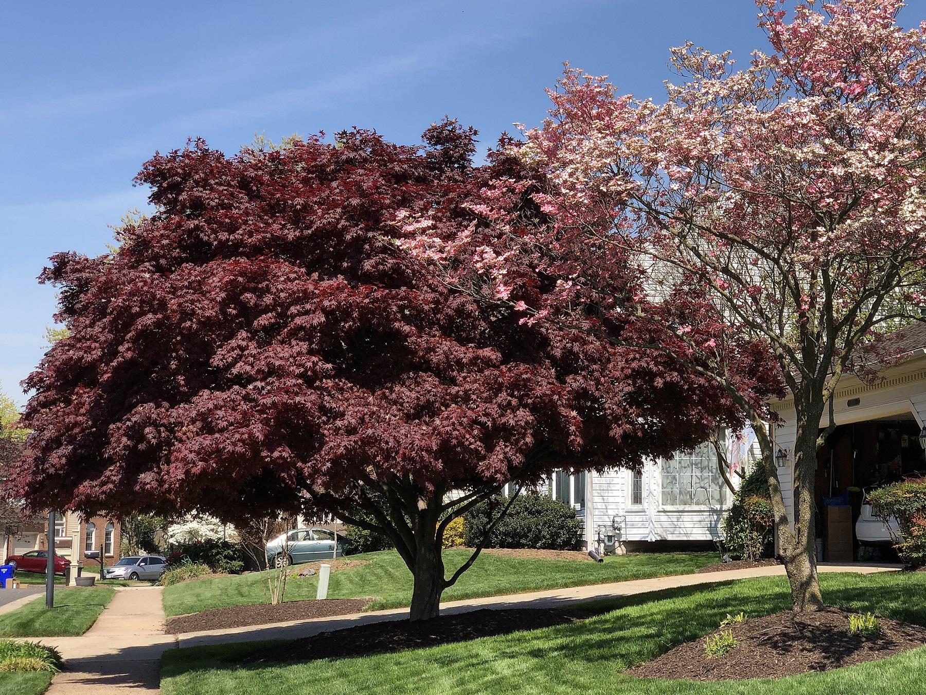 Acer palmatum Atropurpureum Kırmızı Japon Akçaağaç fidanı
