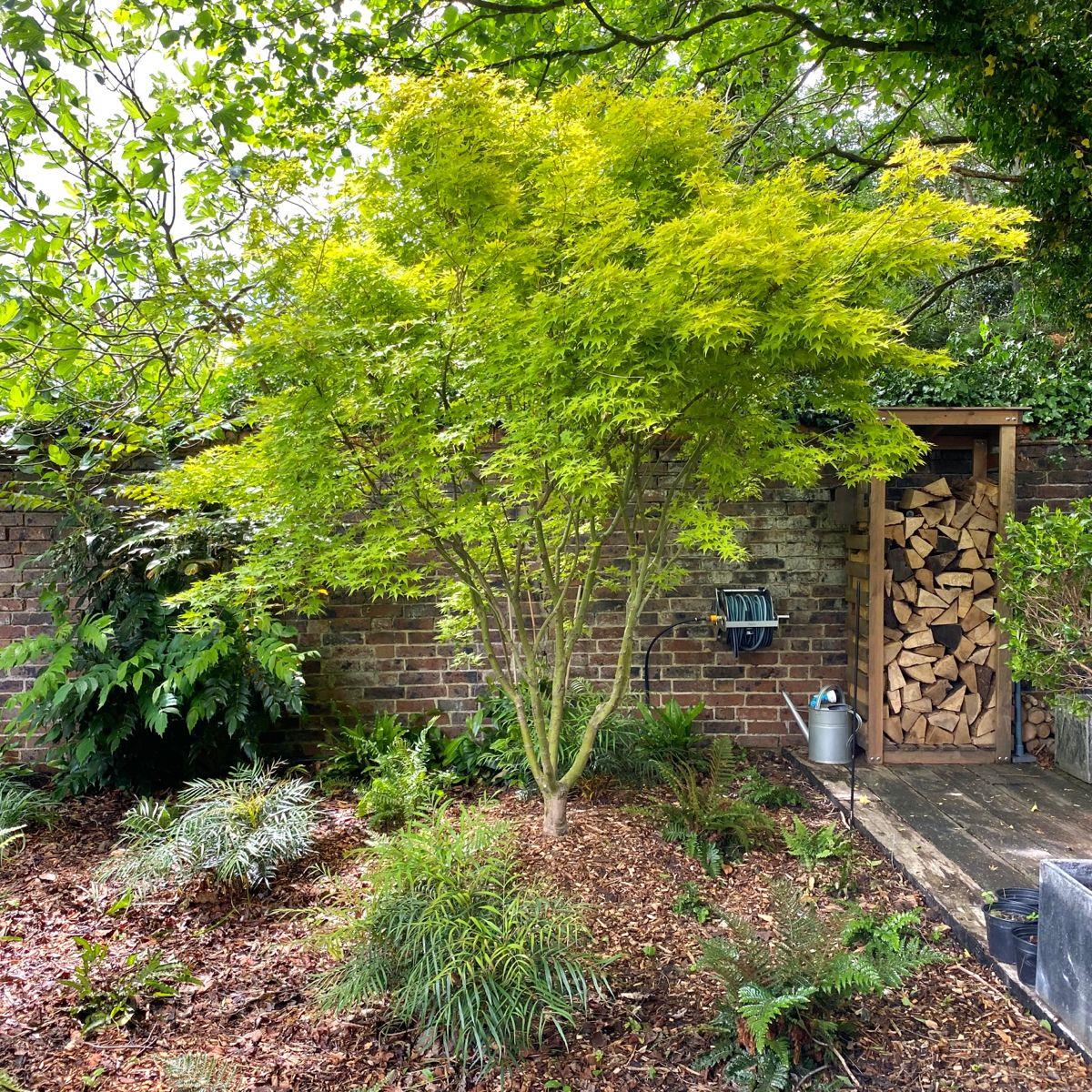 Acer palmatum Aureum Japon Akçaağaç fidanı