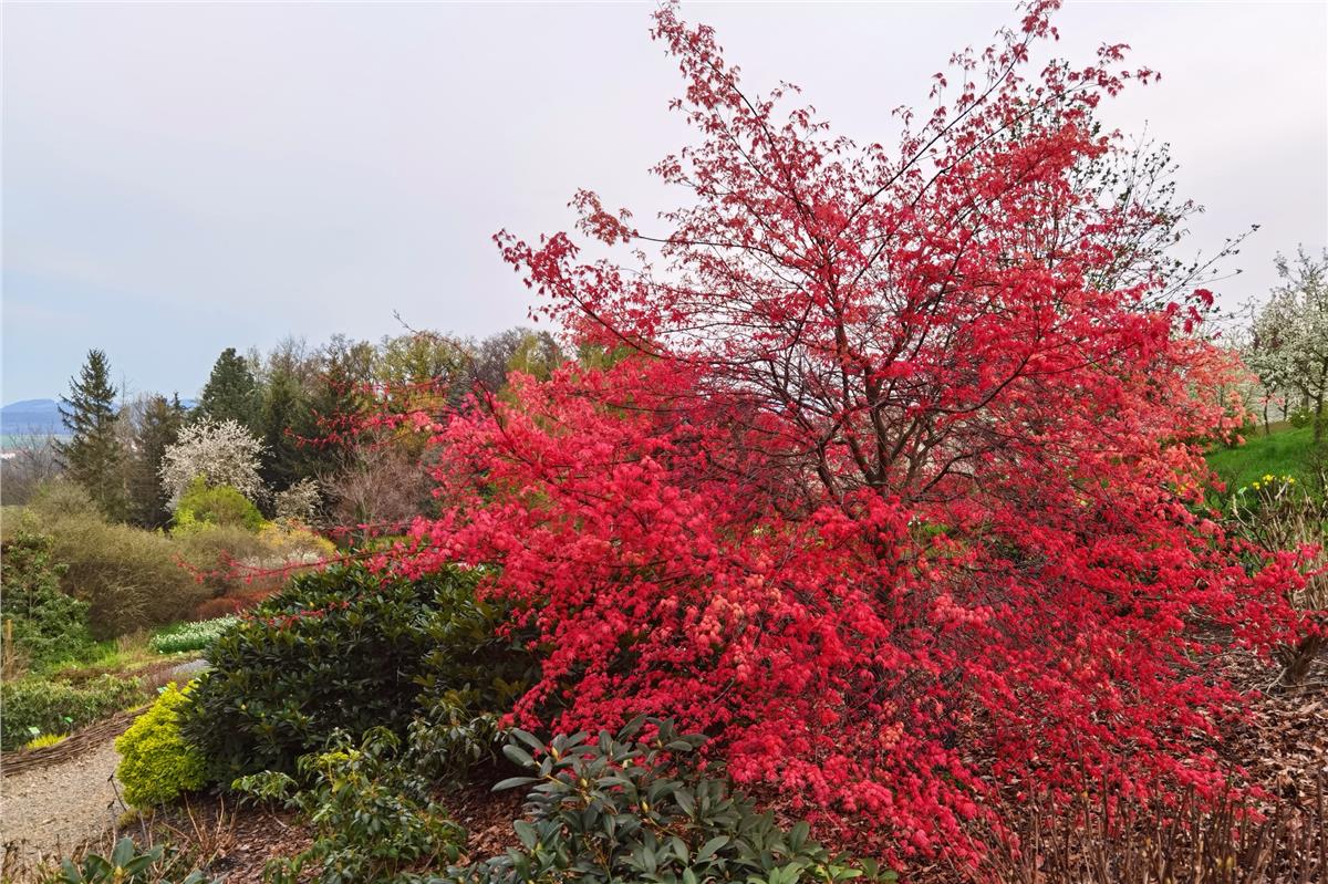 Acer palmatum Beni-maiko Akçaağaç fidanı