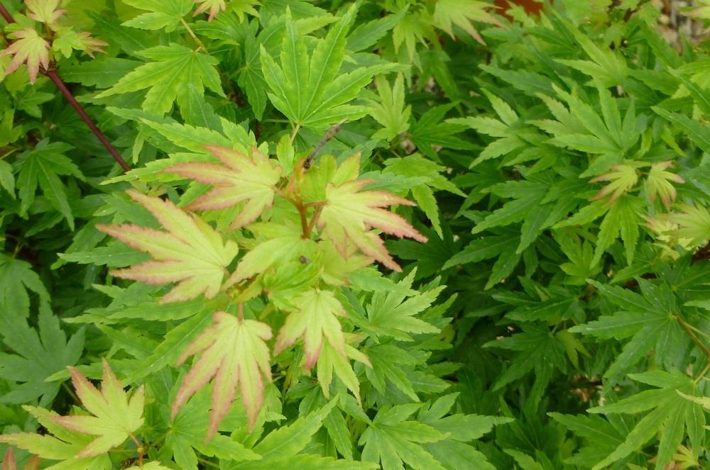 Acer palmatum Berry broom Akçaağaç fidanı