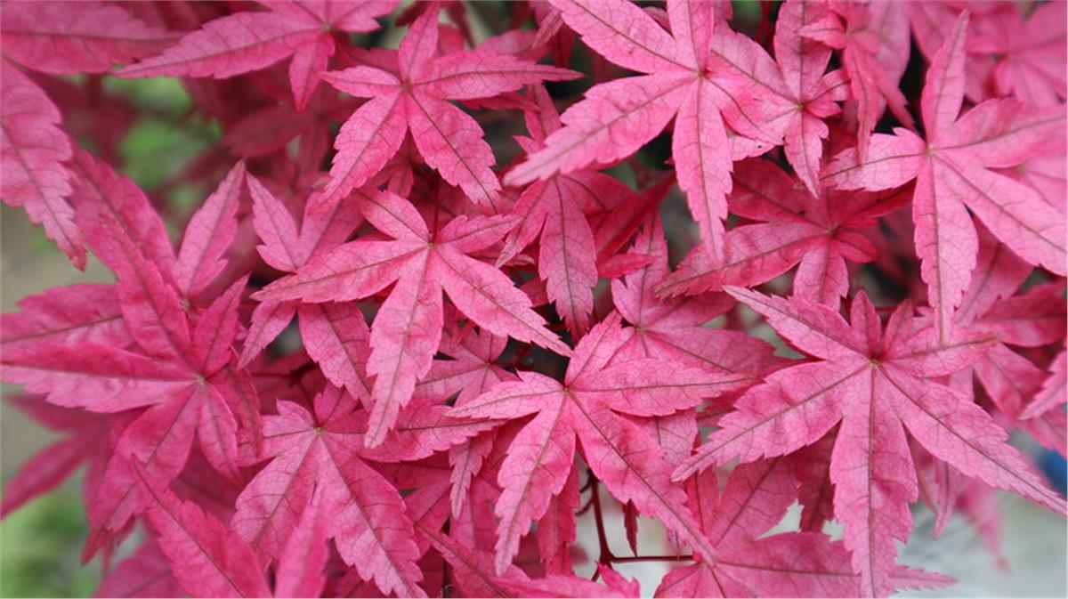Acer palmatum Deshojo Japon Akçaağaç fidanı