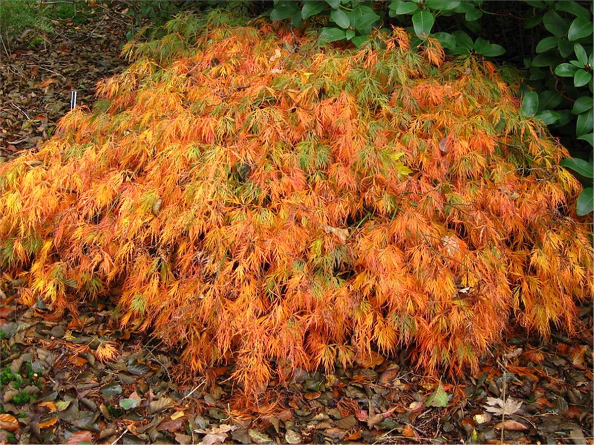 Acer palmatum Dissectum Rubrifolium Sarkık Dallı Japon Akçaağaç fidanı