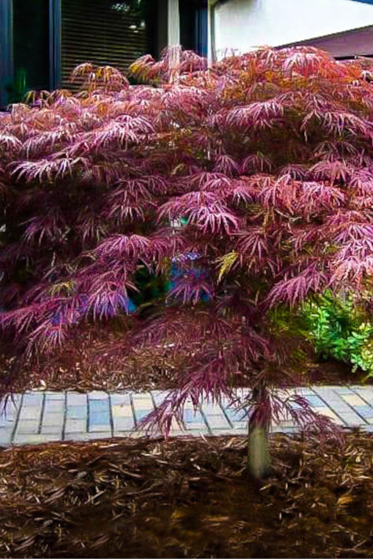 Acer palmatum Inaba-shidare Japon Akçaağaç fidanı