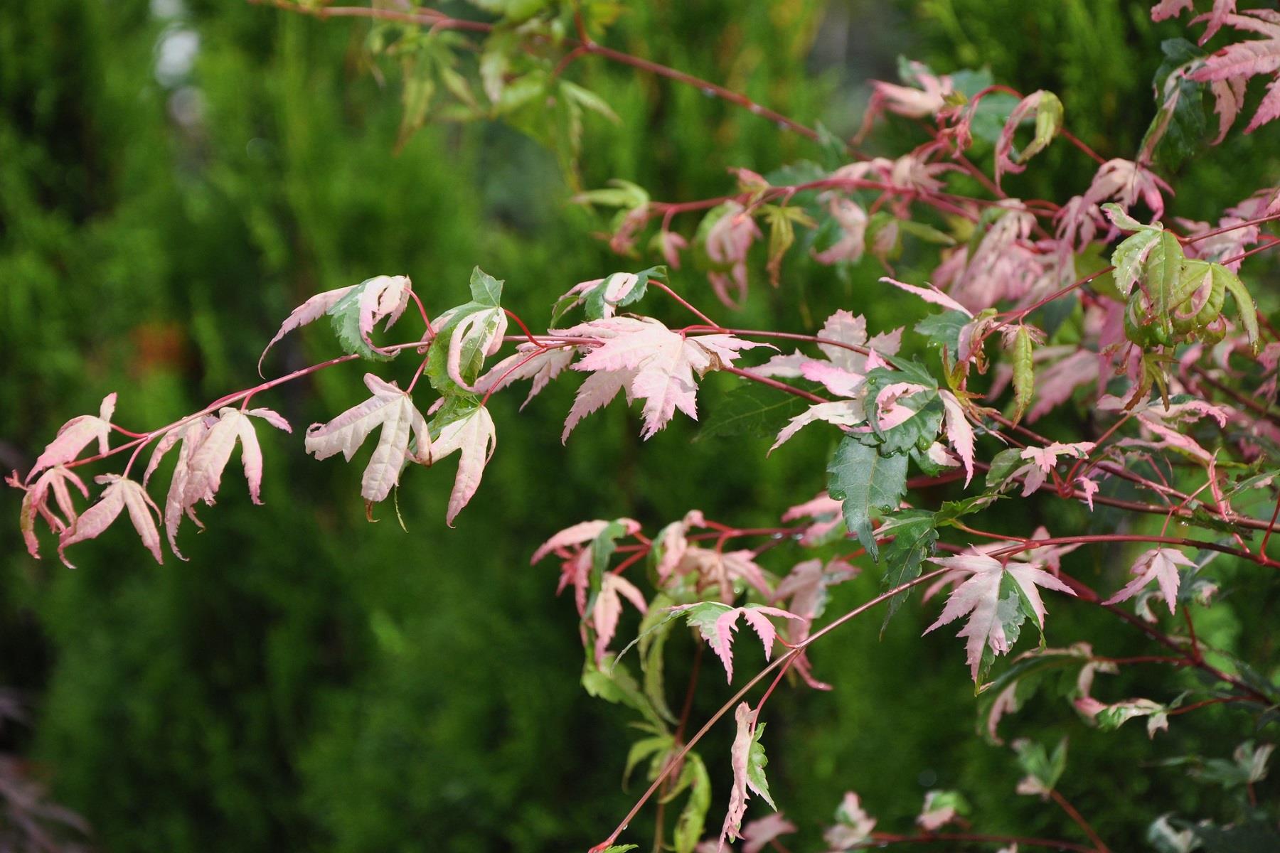 Acer palmatum Oridono nishiki Akçaağaç fidanı