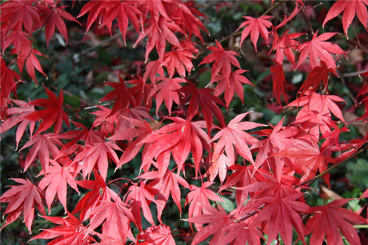 Acer palmatum Osakazuki Japon Akçaağaç fidanı