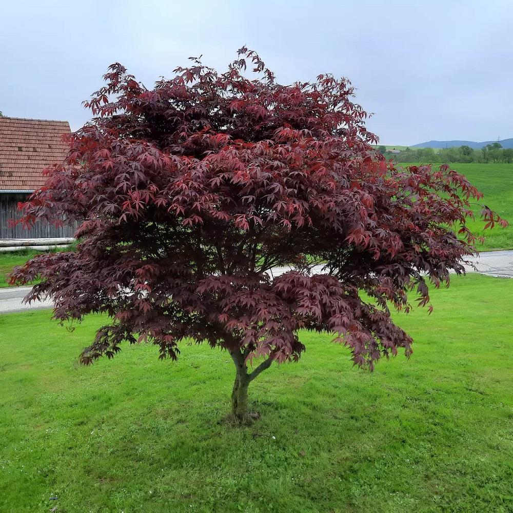Acer palmatum Red Emperor Japon Akçaağaç fidanı