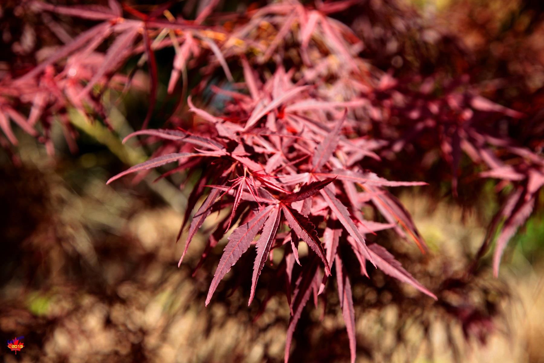 Acer palmatum Red Pigmy Japon Akçaağaç fidanı