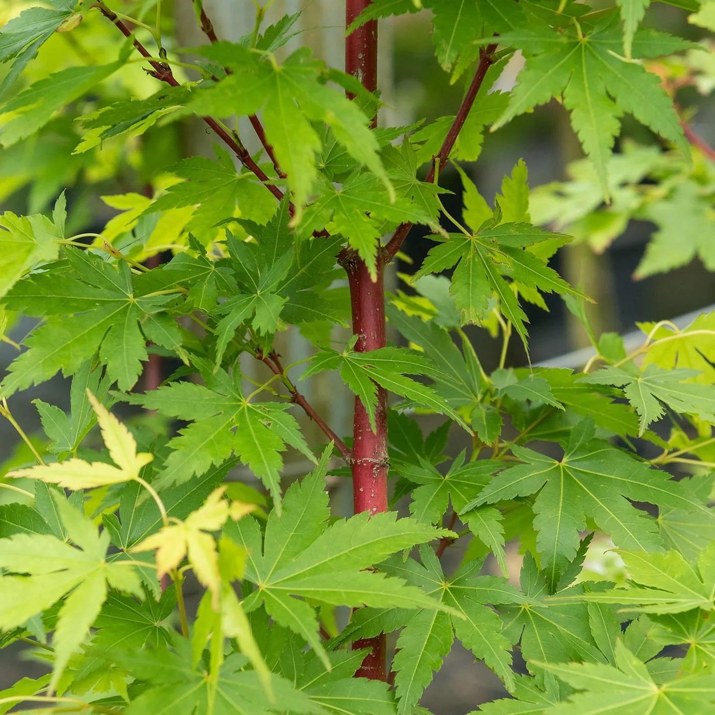 Acer palmatum Red Wood Japon Akçaağaç fidanı