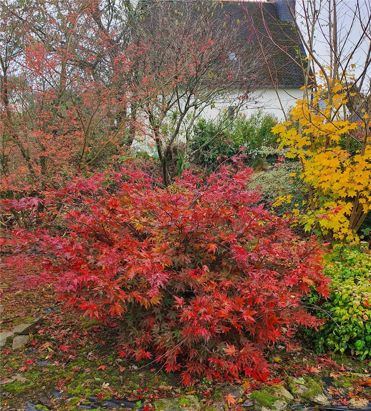 Acer palmatum Reticulatum Red Japon Akçaağaç fidanı