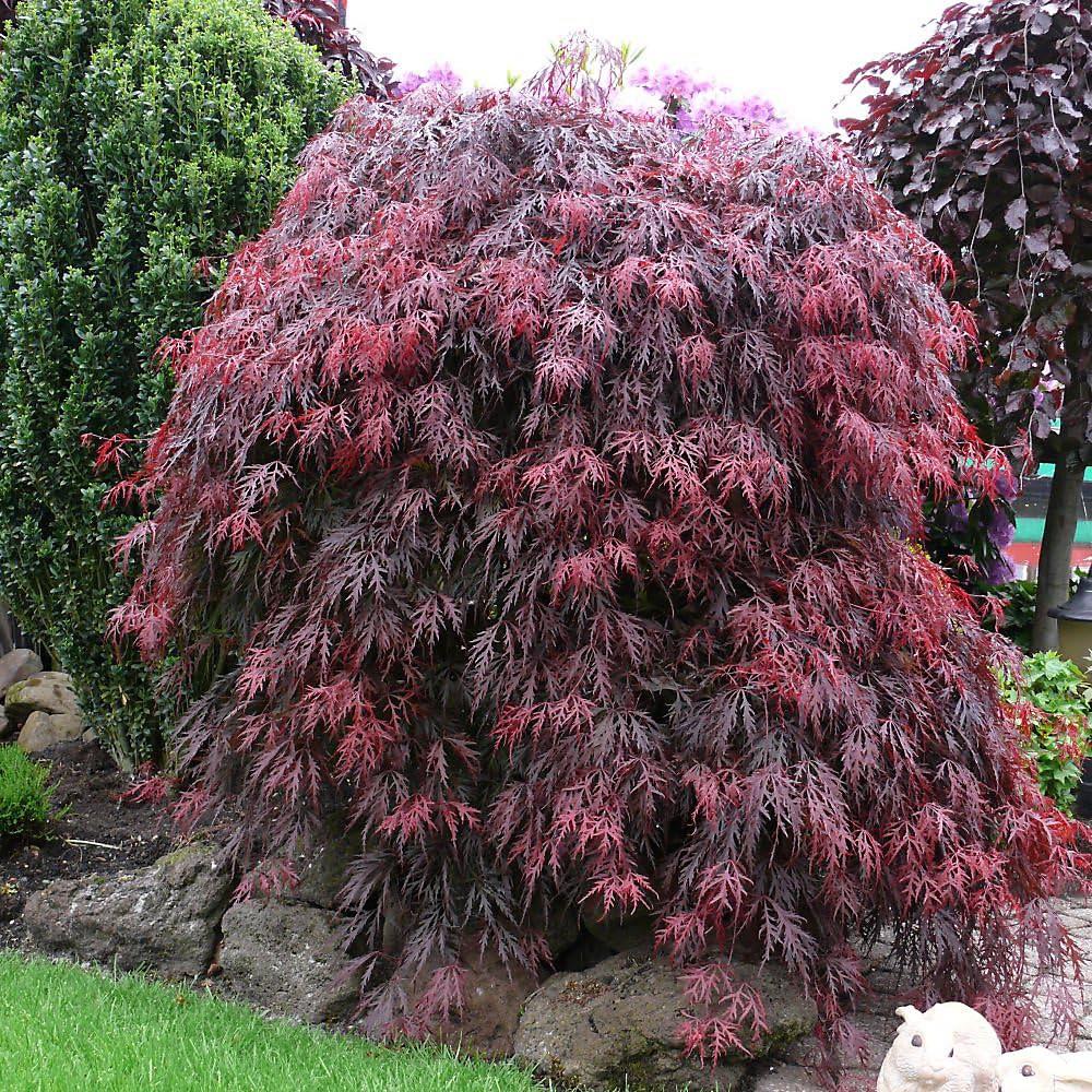 Acer palmatum Royal Garnet Sarkık Dallı Japon Akçaağaç fidanı