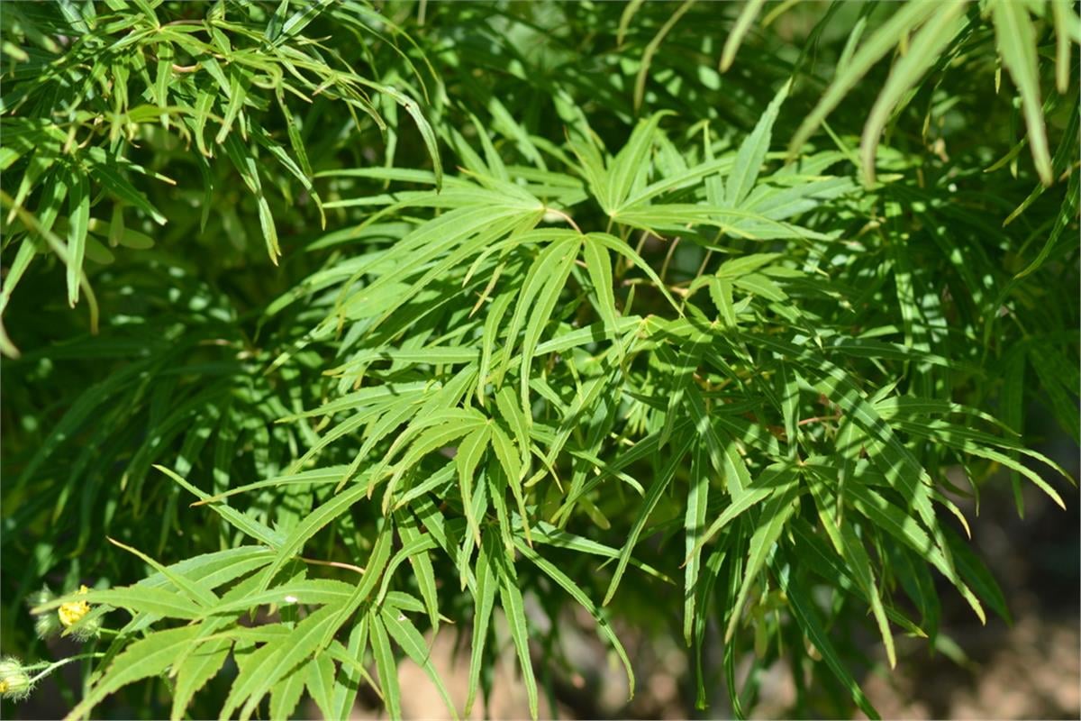 Acer palmatum Scolopendriifolium Japon Akçaağaç fidanı