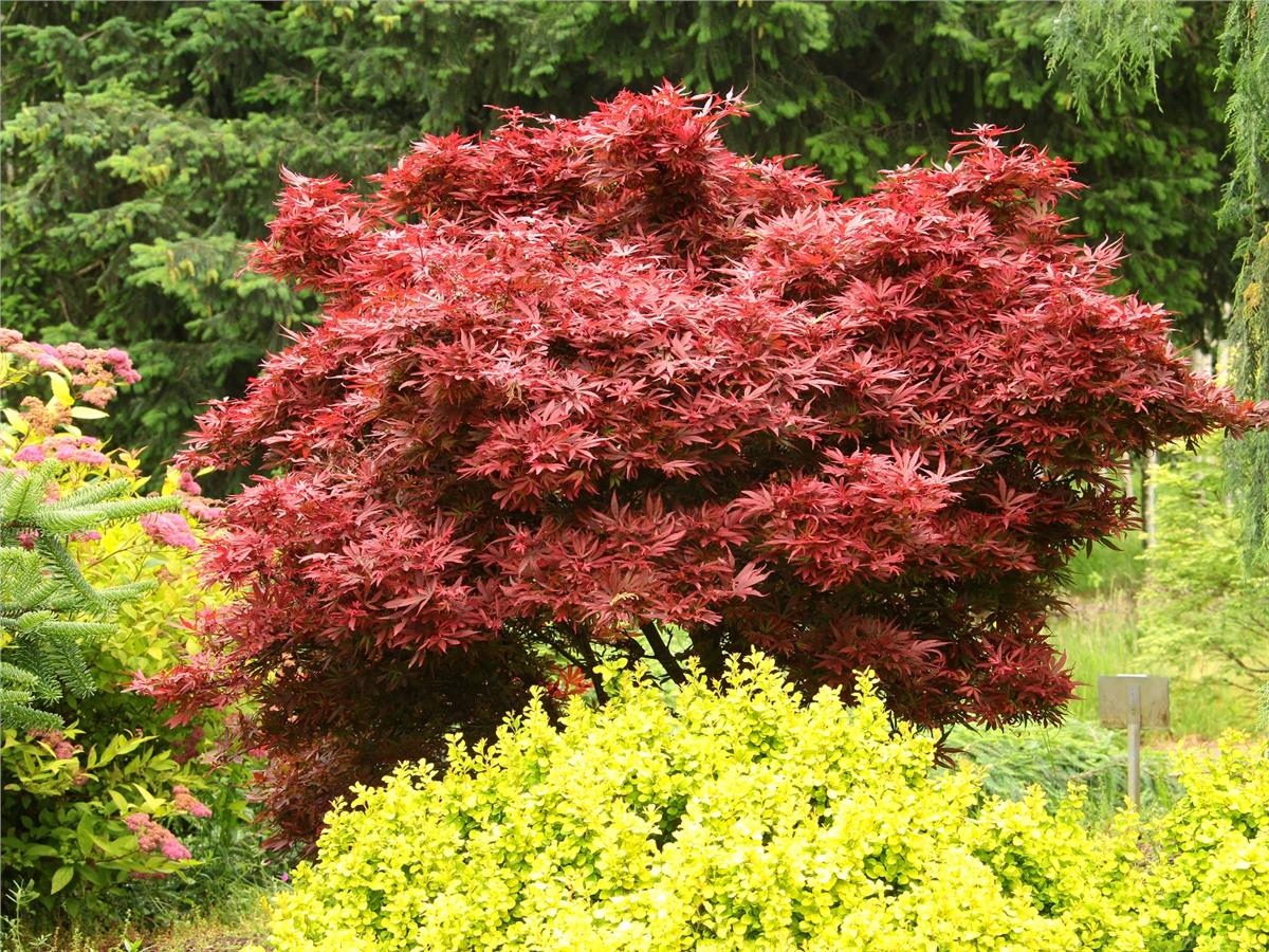 Acer palmatum Shaina Japon Akçaağaç fidanı