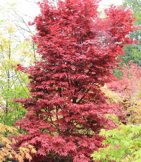 Acer palmatum Silhouette Japon Akçaağaç fidanı