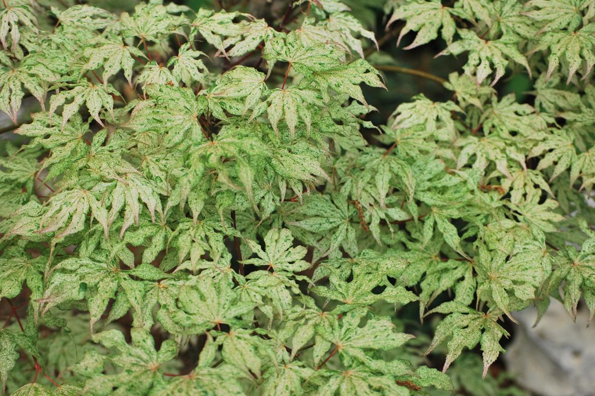 Acer palmatum Ukigumo Japon Akçaağaç fidanı - 20-40 cm