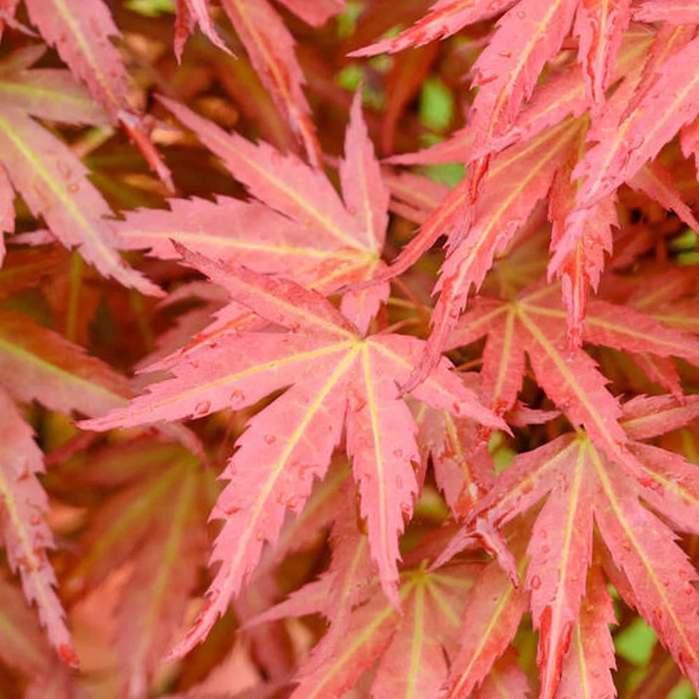 Acer palmatum Wilsons Pink Dwarf Japon Akçaağaç fidanı