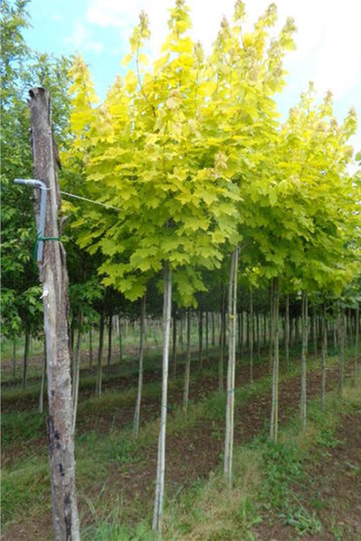 Acer plat. Princeton gold Altuni Norveç akçaağaç fidanı