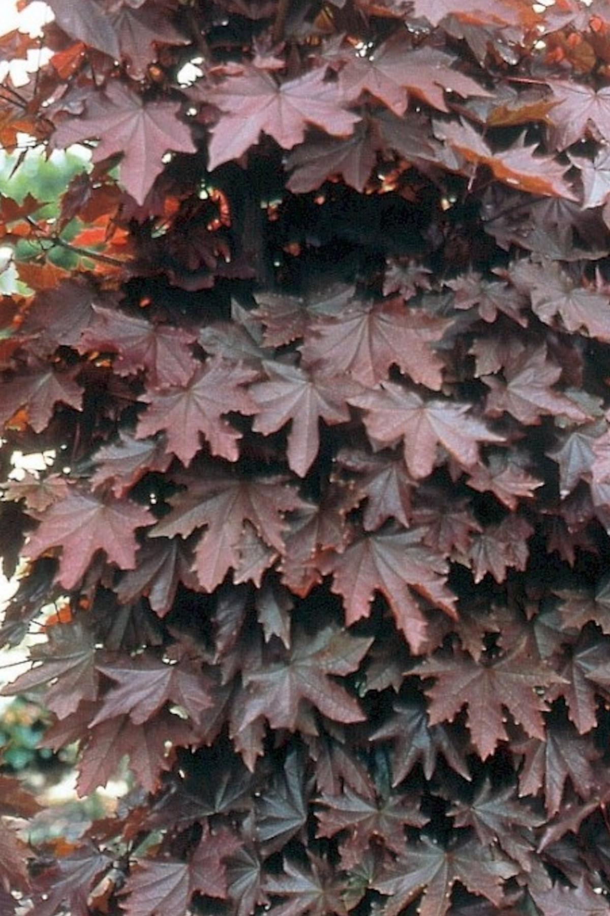 Acer platanoides Crimson Sentry Kırmızı Çınar Akçaağaç fidanı