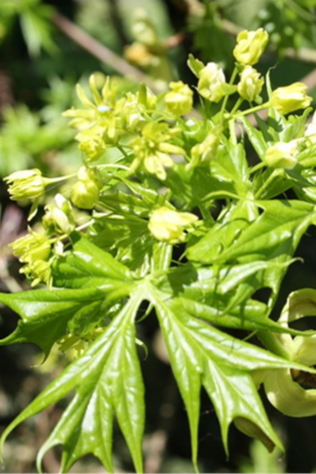 Acer platanoides Lorbergii akçaağaç fidanı