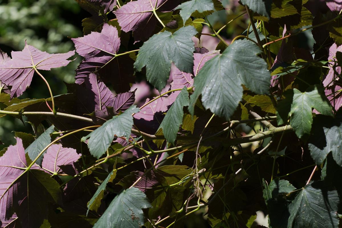 Acer pseudoplatanus Atropurpureum Yalancı Çınar Yap. Akçaağaç fidanı - 60-80 cm