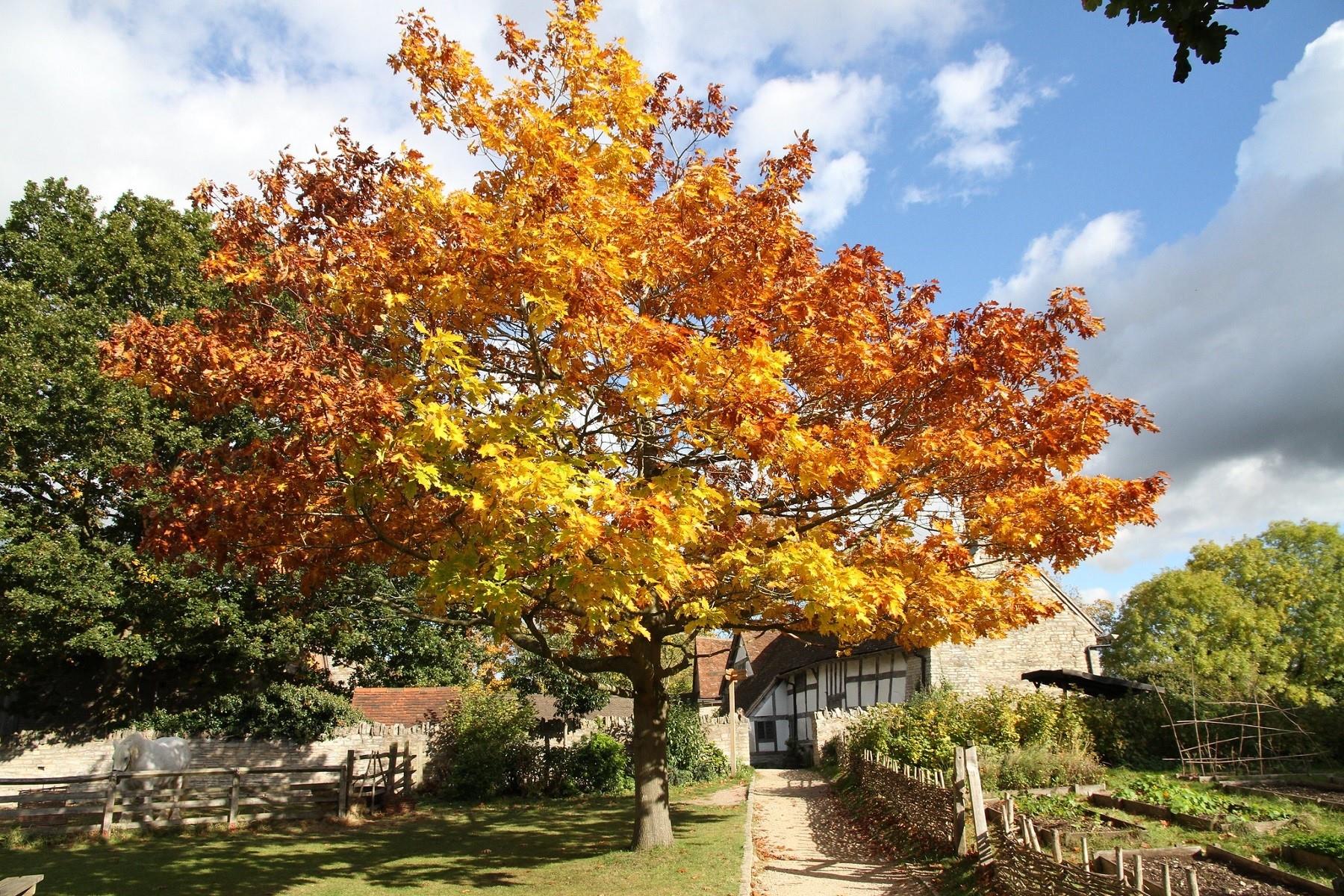 Acer pseudoplatanus Yalancı Çınar Yap. Akçaağaç fidanı
