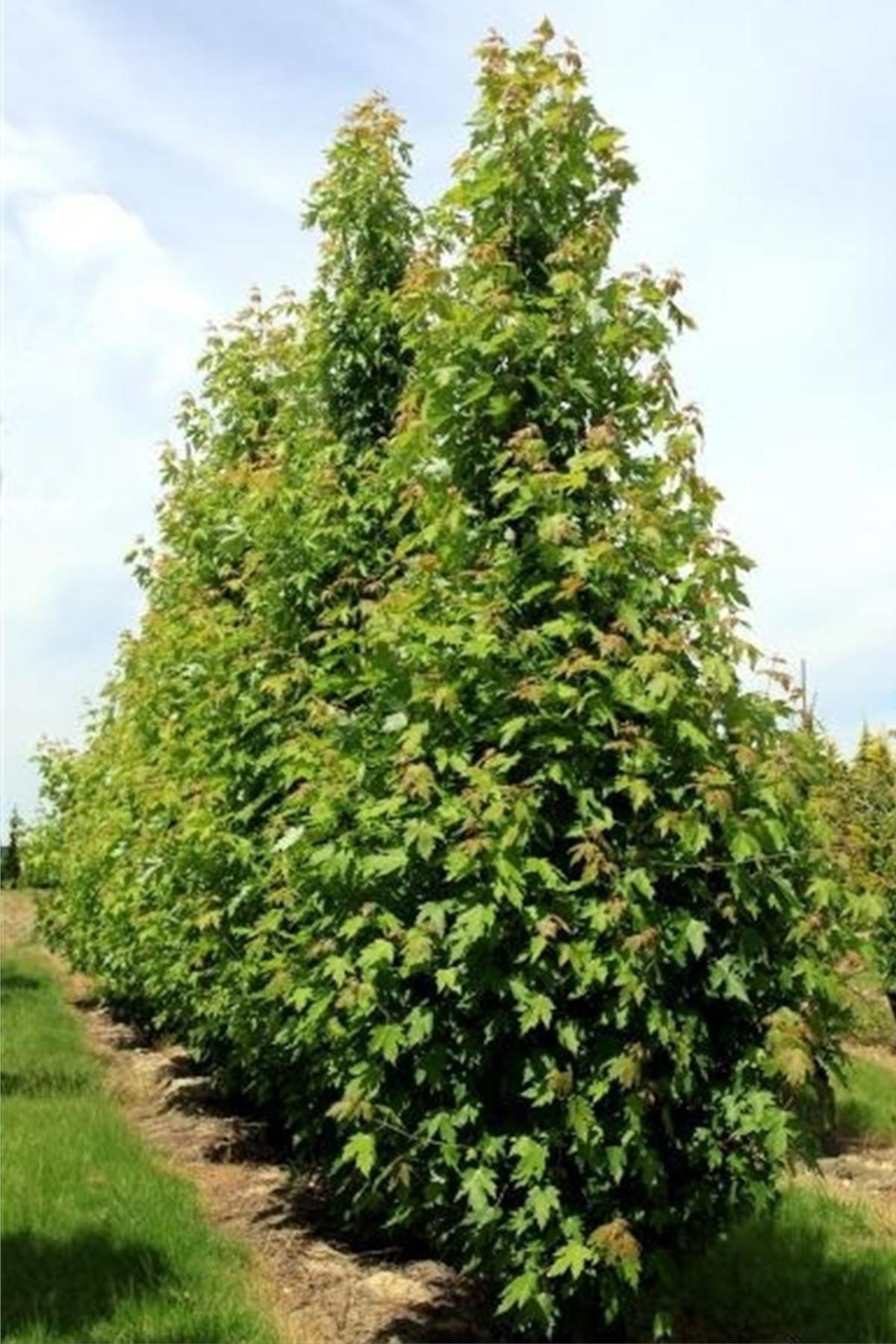 Acer saccharinum piramidalis Piramit Gümüşi Akçaağaç fidanı