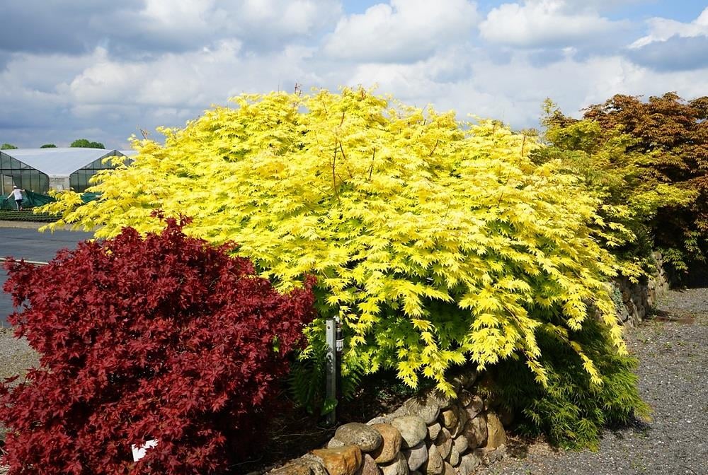 Acer shirasawanum Jordan Japon Akçaağaç fidanı