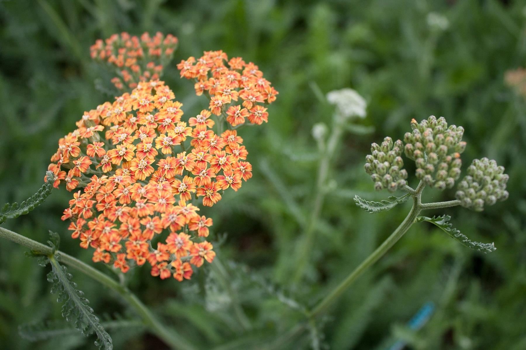 Achillea terracotta Turuncu Civanperçemi fidesi