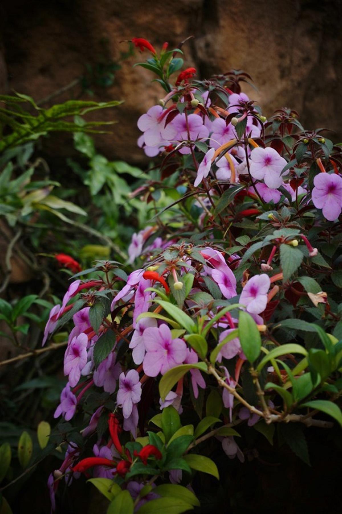 Achimenes Kağıt Çiçeği Yumrusu Peach Blossom