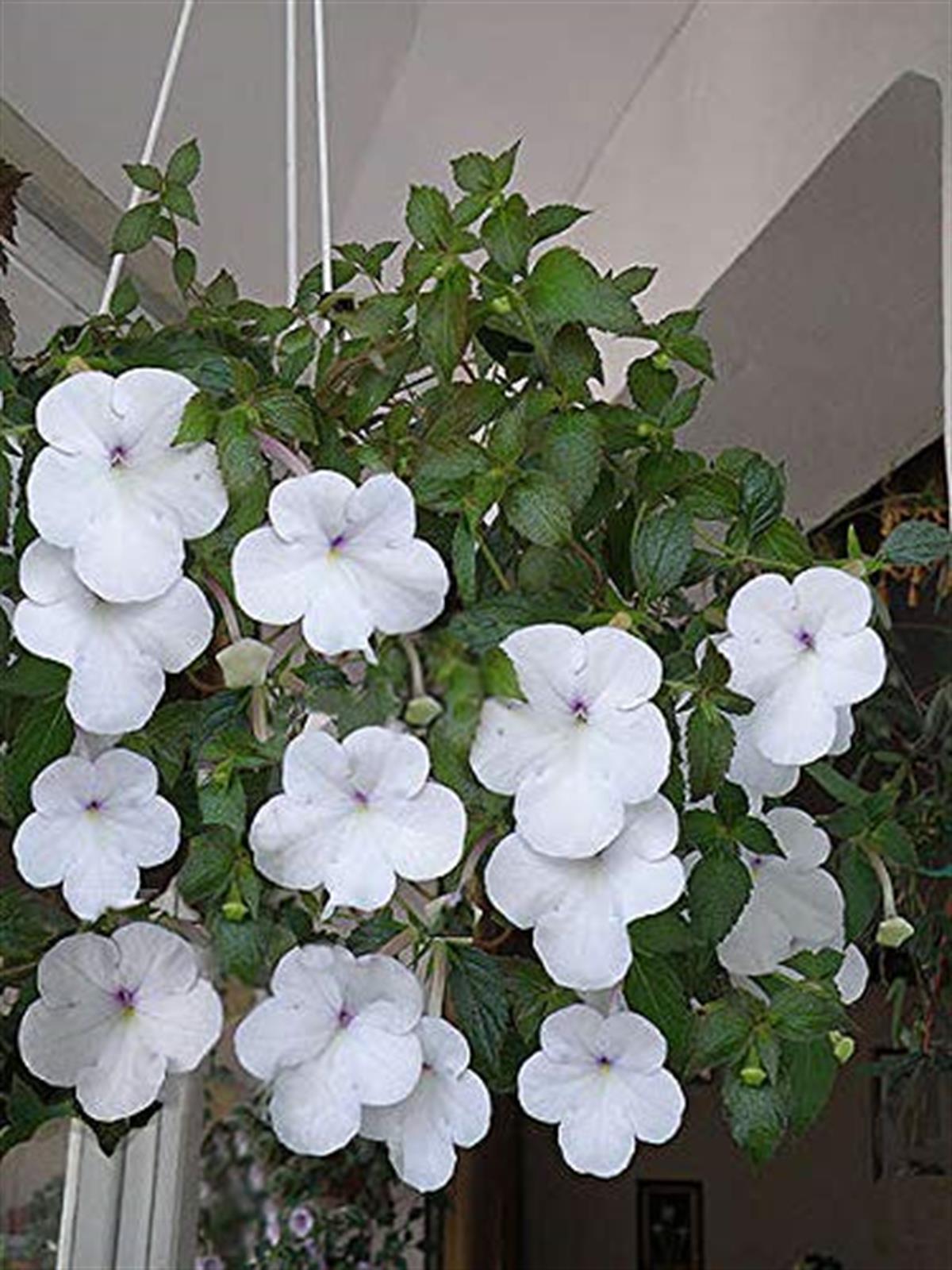 Achimenes Kağıt Çiçeği Yumrusu Snow Princess