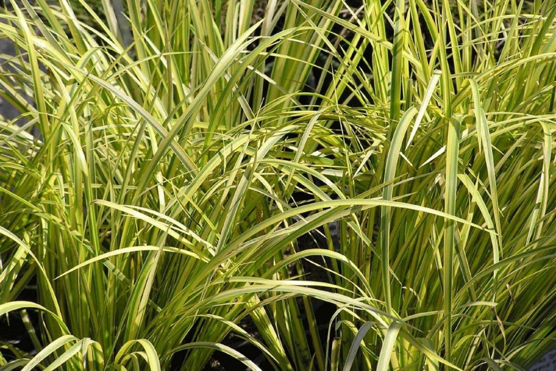 Acorus calamus variegata Alacalı Eğirotu fidesi