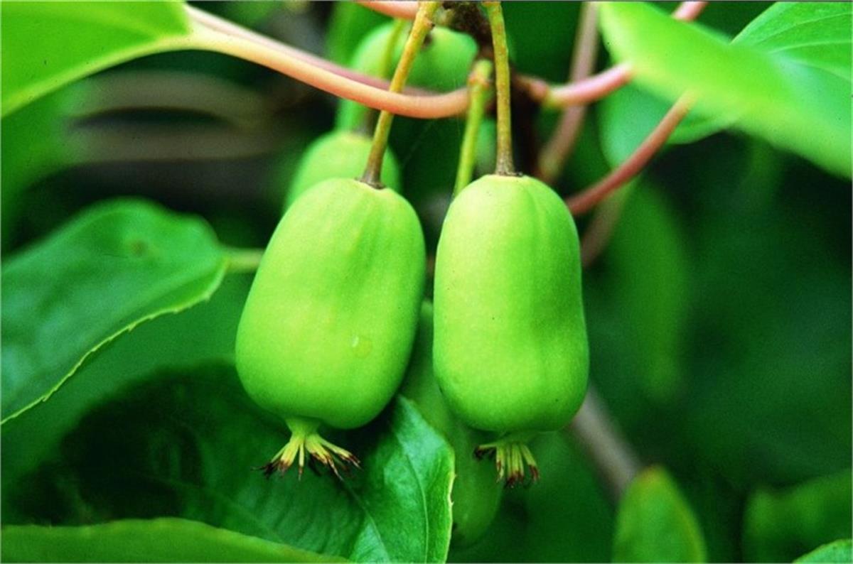 Actinidia arguta issai Kiwi Self-fertile mini kivi fidanı