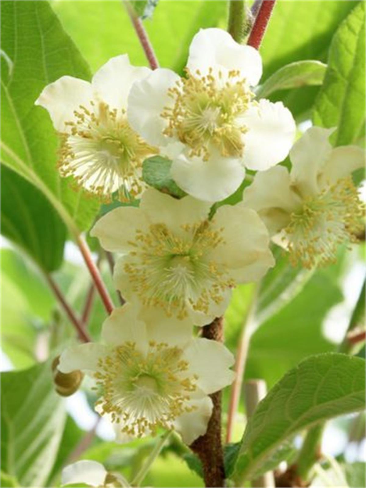 Actinidia deliciosa Kiwi Matua Kivi fidanı Erkek