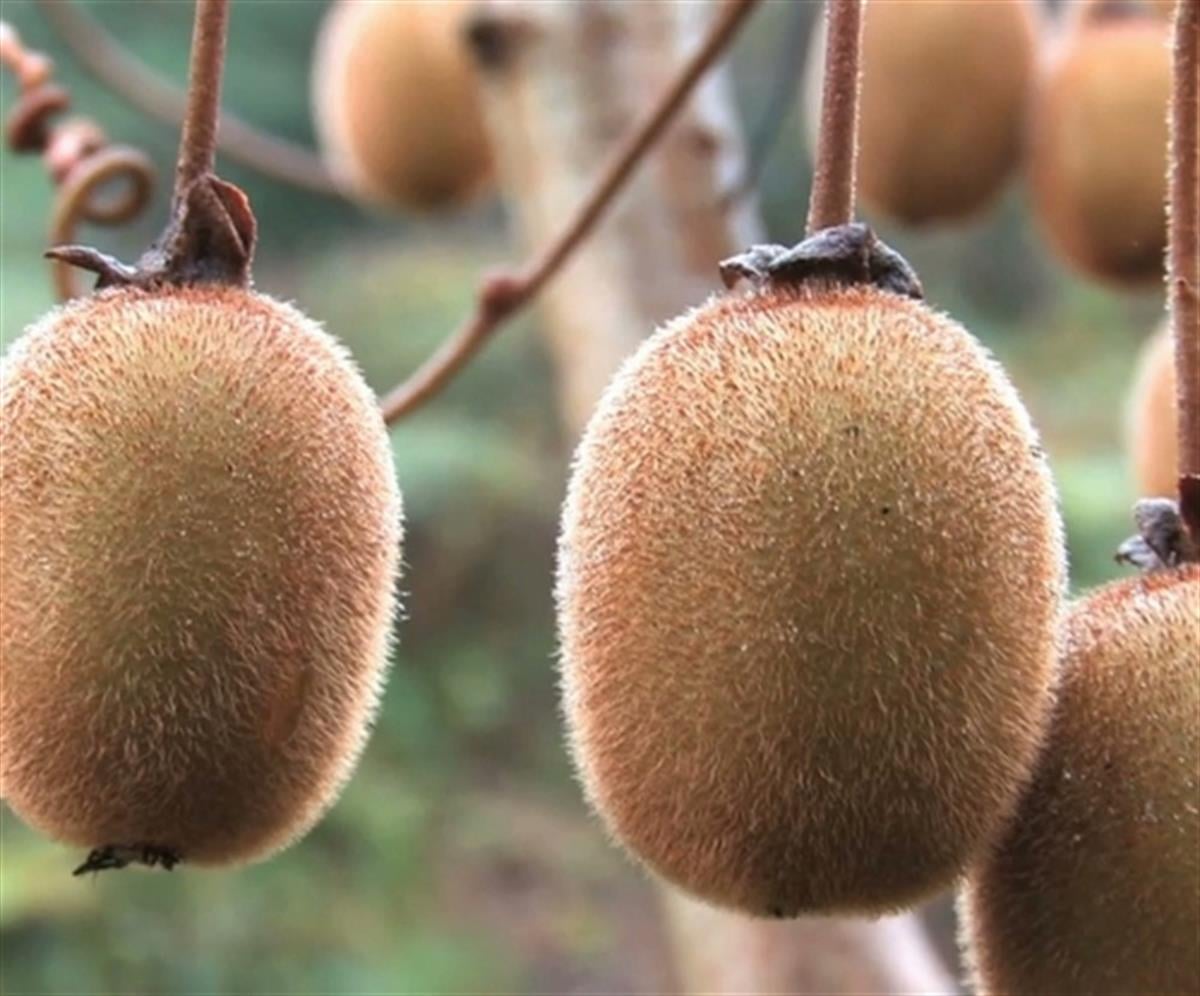 Actinidia deliciosa Solissimo selffertil kivi solo kiwi fidanı