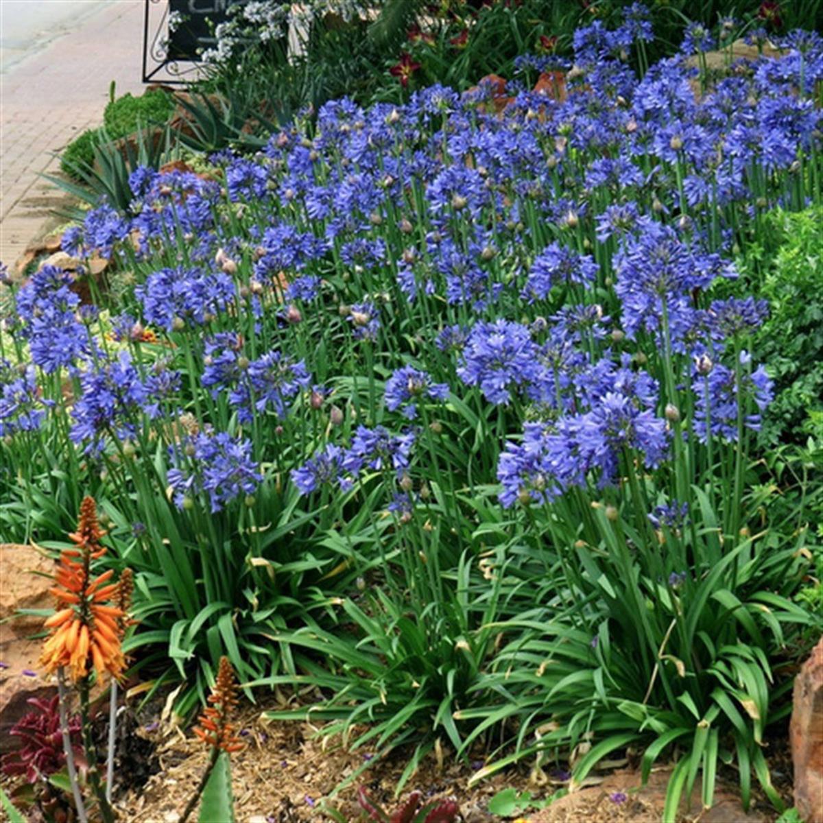 Agapanthus Blue Afrika zambağı Agapantus fidesi