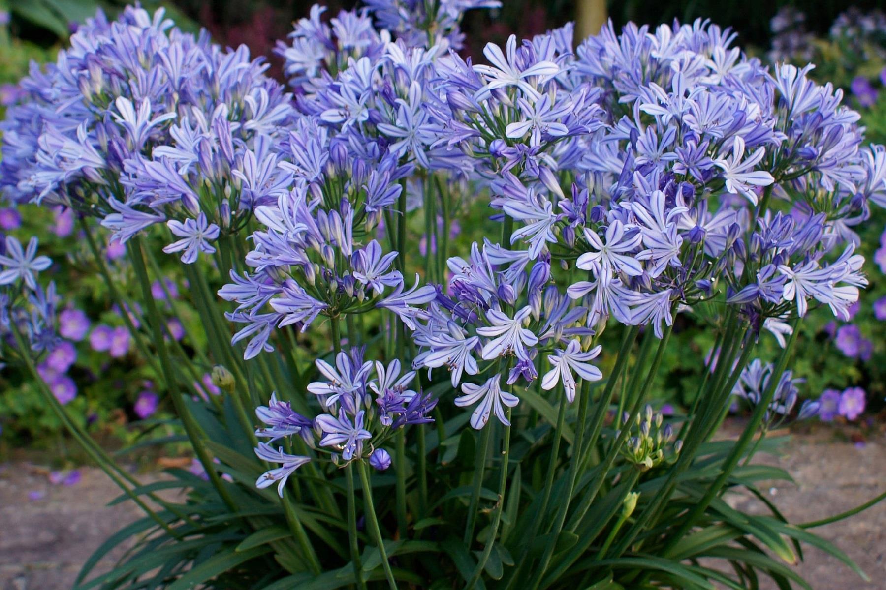 Agapanthus Charlotte Afrika zambağı Agapantus fidesi