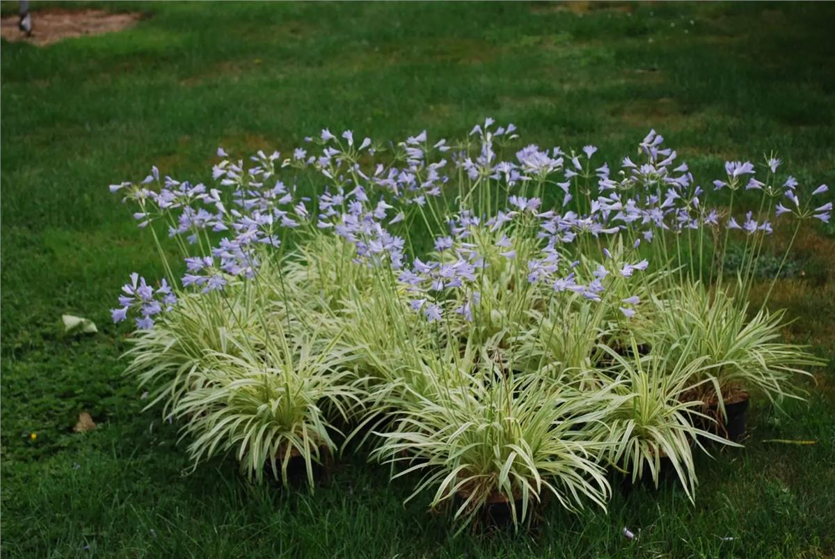 Agapanthus Golden Drop Alacalı afrika zambağı Agapantus fidesi