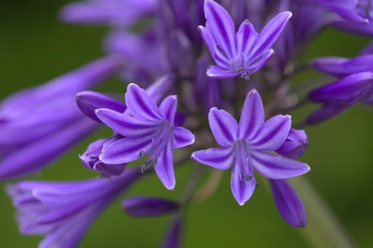 Agapanthus Navy Blue Afrika zambağı Agapantus fidesi