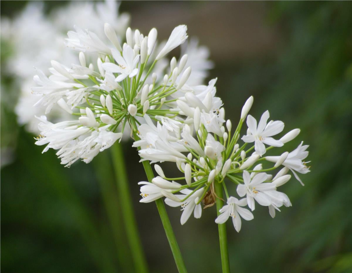 Agapanthus Pitchoune White Bodur Beyaz Afrika zambağı agapantus şefkat çiçeği fidesi