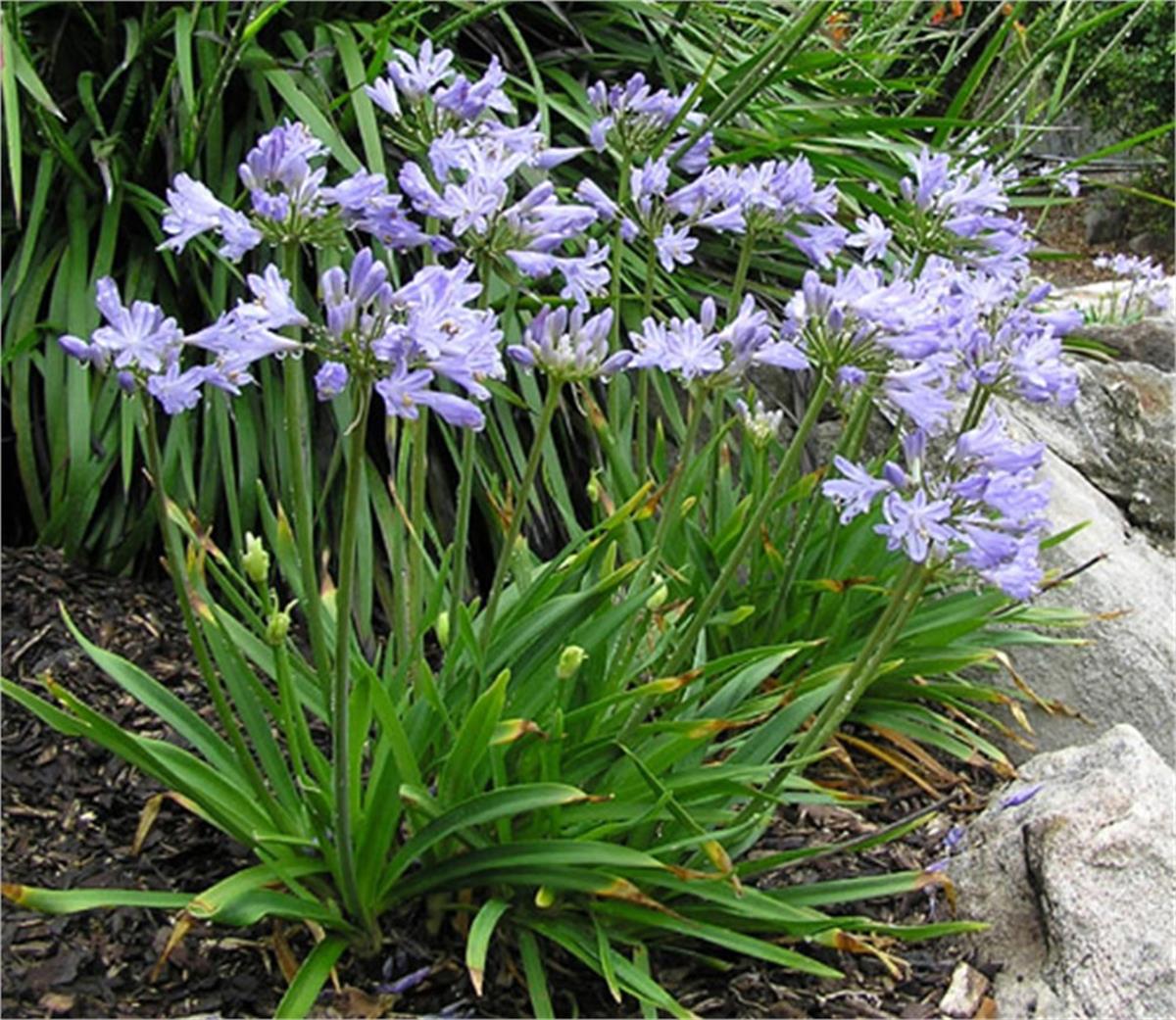 Agapanthus Star Quality Afrika zambağı Agapantus fidesi