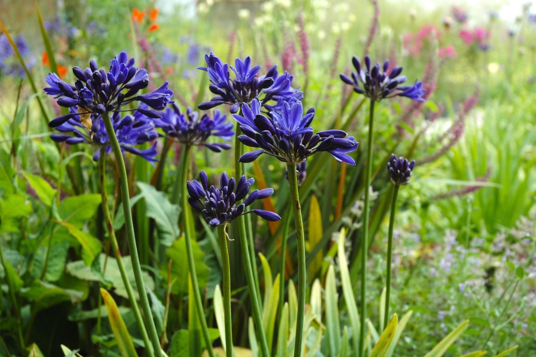 Agapanthus Starry Night Afrika zambağı Agapantus fidesi