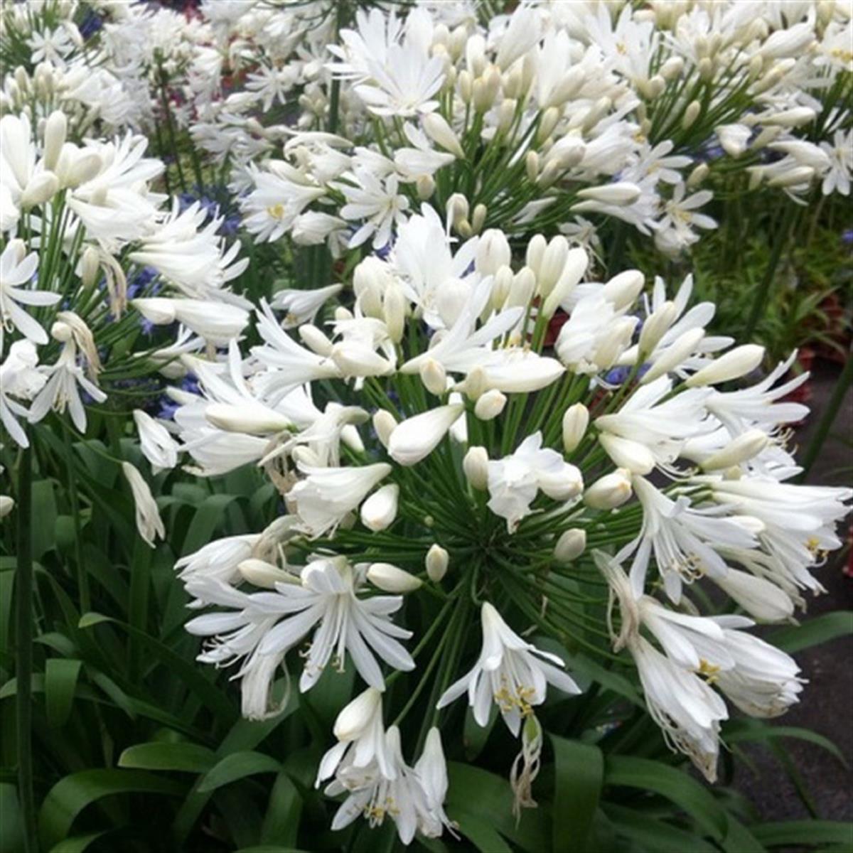 Agapanthus White Heaven Beyaz Afrika zambağı Agapantus fidesi