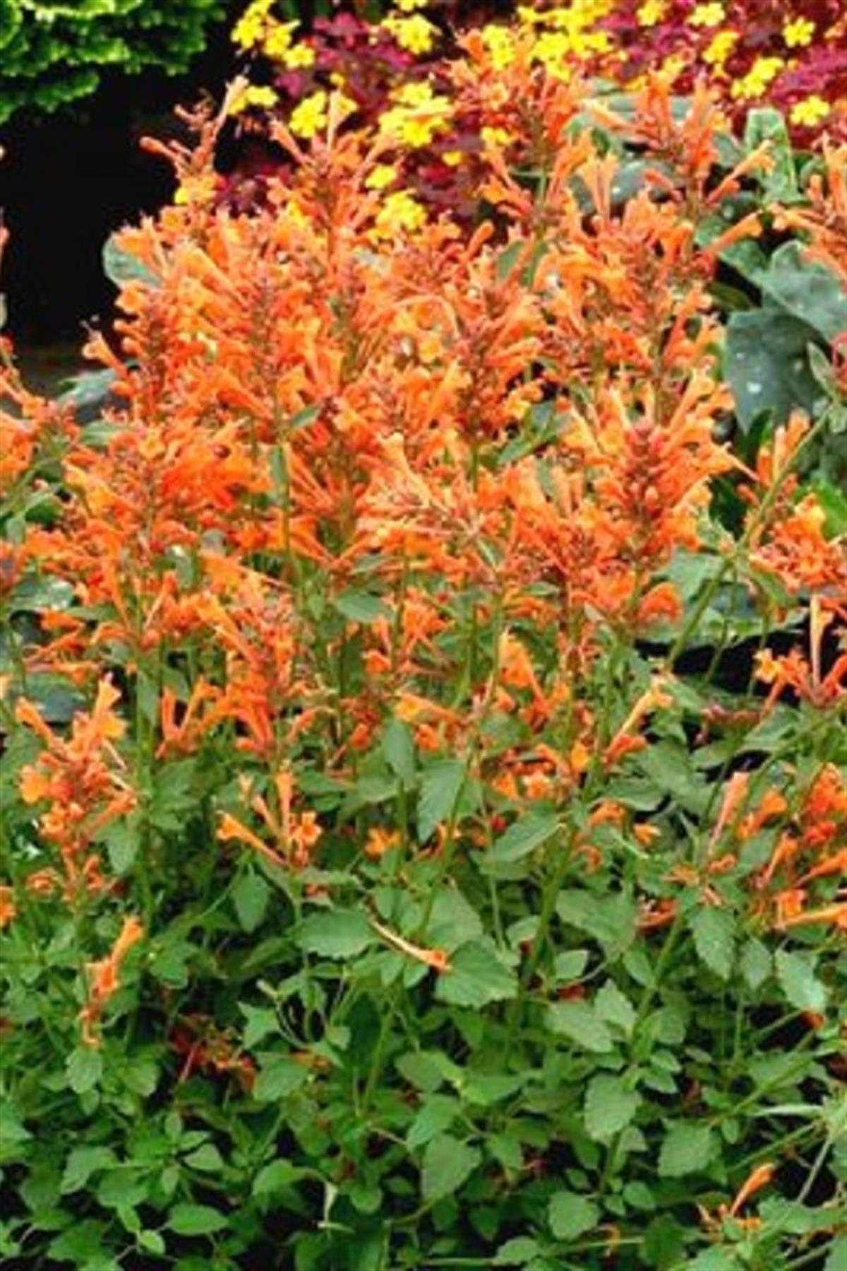 Agastache turuncu kore nanesi fidesi Sunny Sparks Orange Glow
