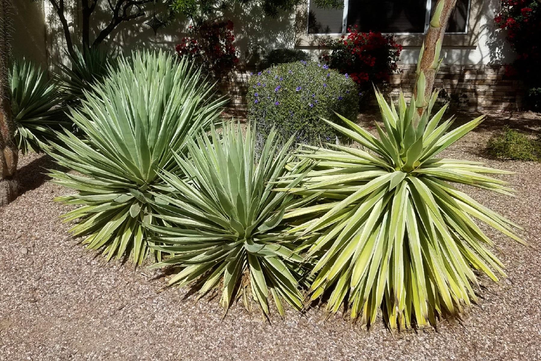 Agave angustifolia dar yapraklı sabırlık