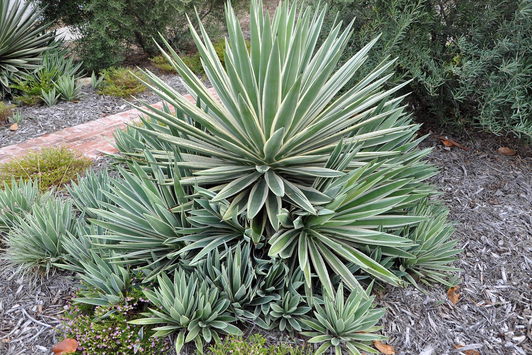 Agave angustifolia variegata alacalı dar yapraklı sabırlık
