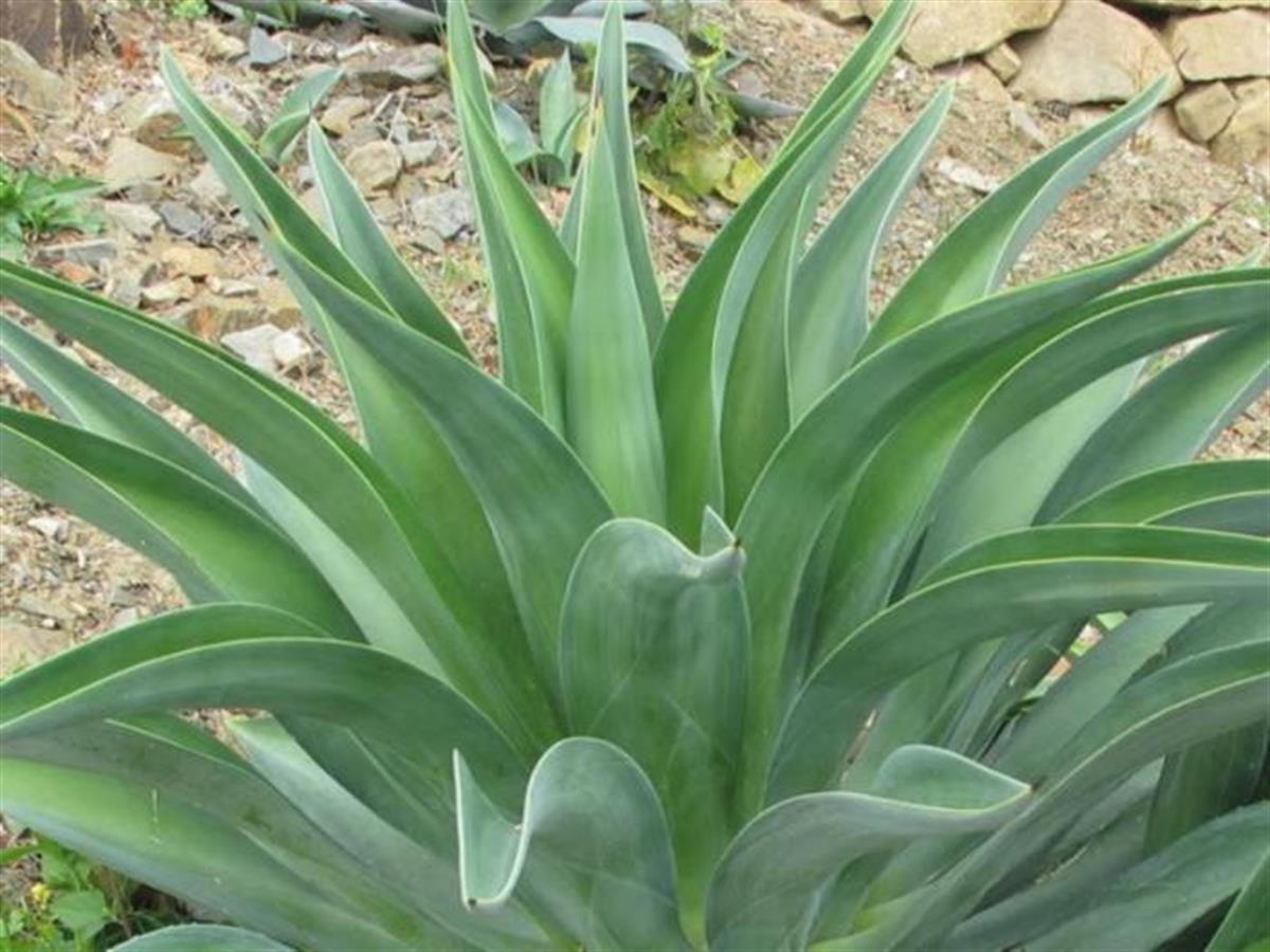 Agave desmettiana İbrik Yapraklı Agav fidanı