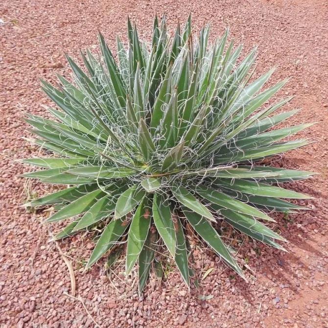 Agave filifera Schidigera İplik Yapraklı Agav Fidanı