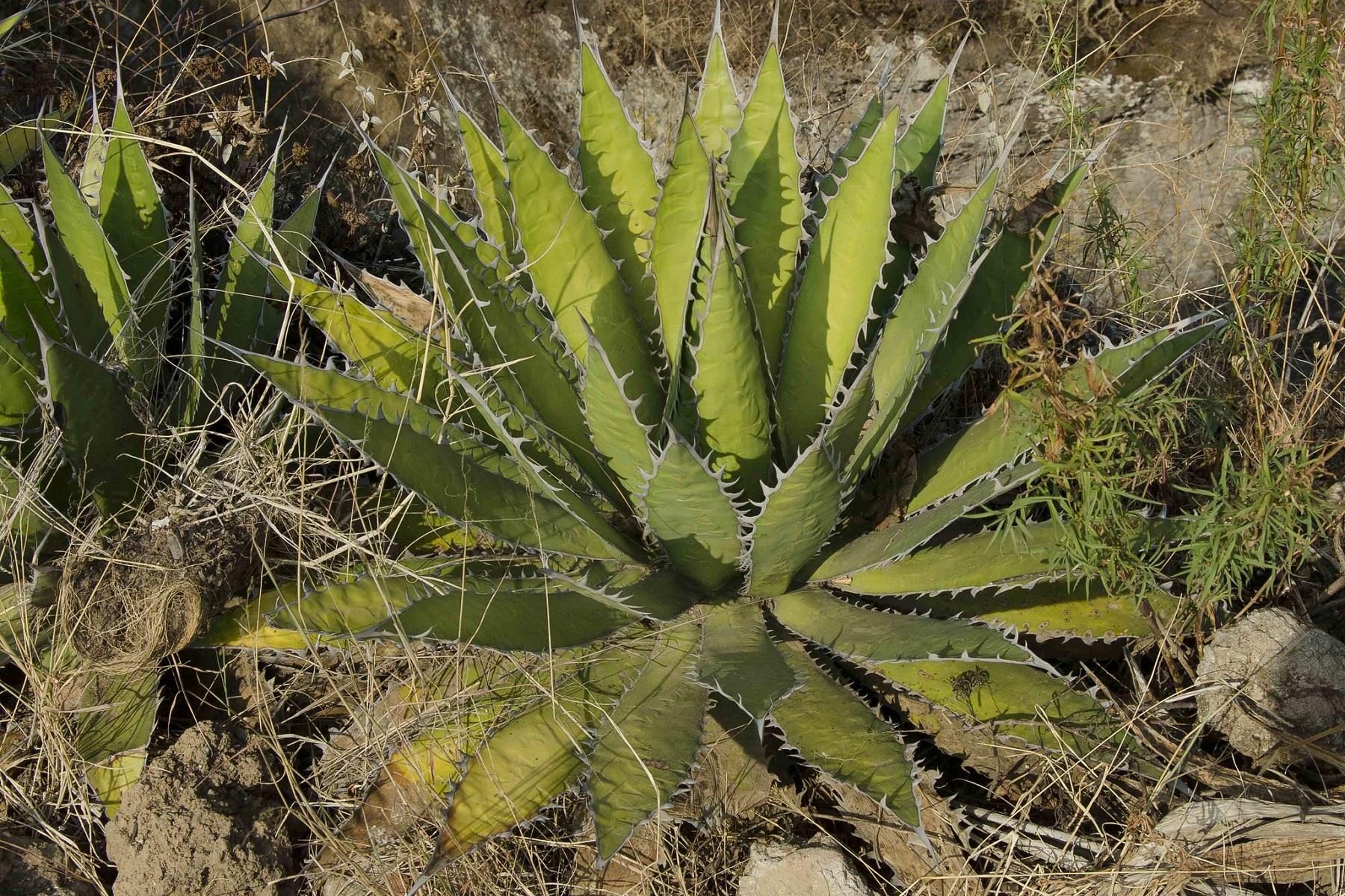 Agave horrida sups. Horrida Agav fidanı